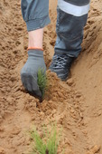 Высадка сосны — защита окружающей местности от «наступления» песков