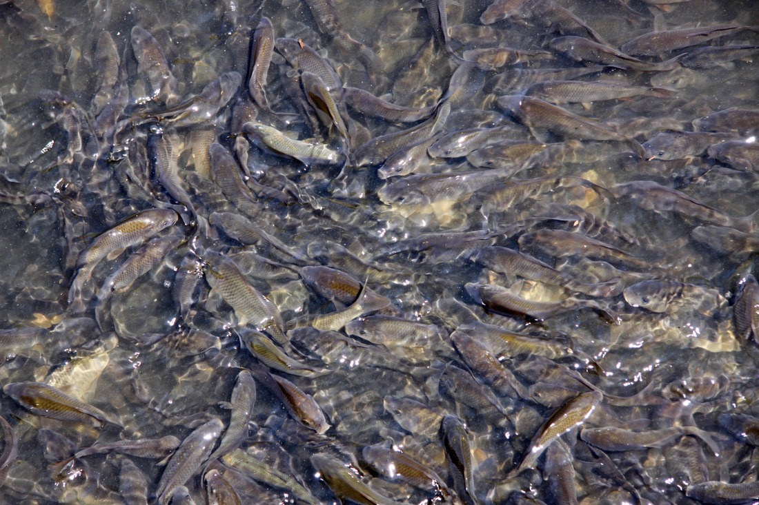 Сеголетки сазана готовятся к переселению из пруда в реку Медведица