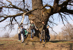 Девять ребят понадобилось для того, чтобы обхватить уникальное дерево