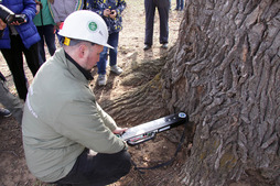 Эксперт центра древесных экспертиз проводит исследование внутреннего состояния ствола дерева с помощью уникального прибора Resistograph (таких приборов всего 10 в России)